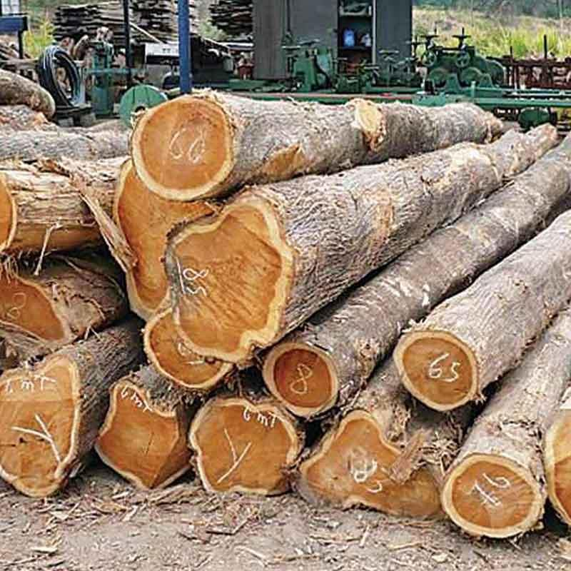 jenis kayu kerajinan kayu jati